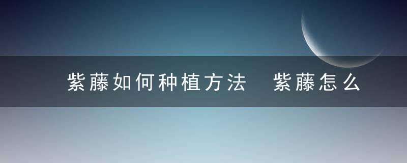 紫藤如何种植方法 紫藤怎么种